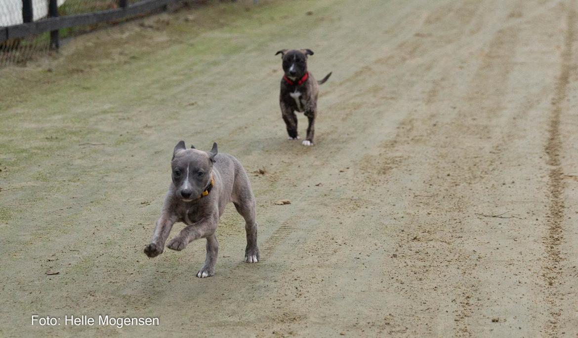 Whippet MeepMeep - 3/1-2021 Første tur på væddeløbsbanen billede 17