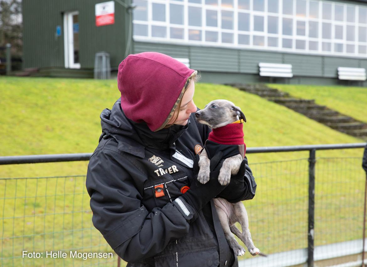 Whippet MeepMeep - 3/1-2021 Første tur på væddeløbsbanen billede 18