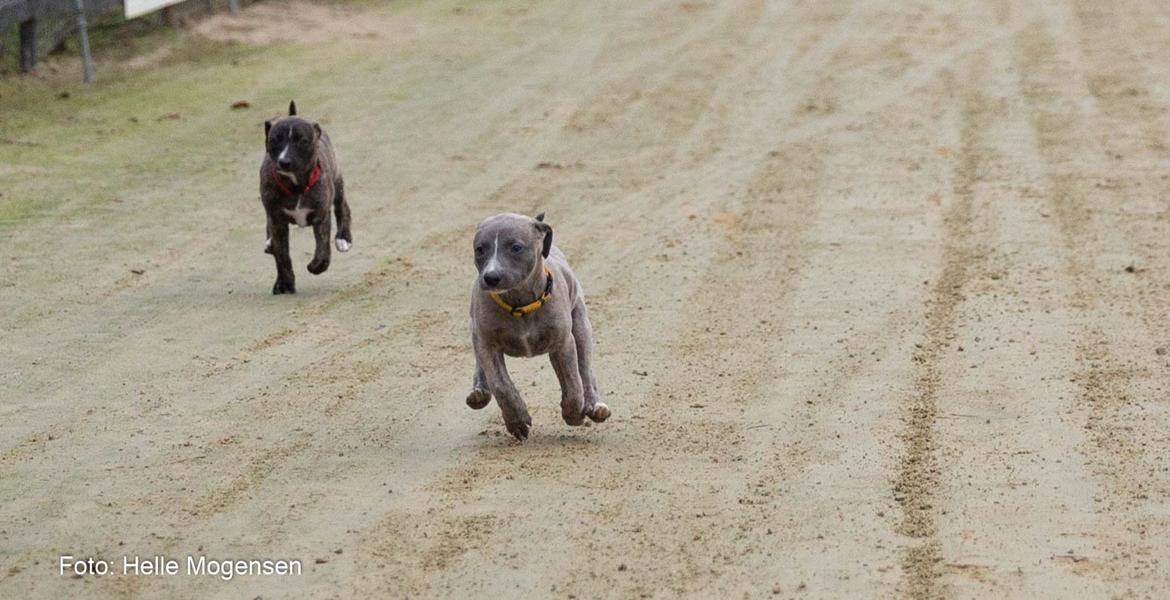 Whippet MeepMeep - 3/1-2021 Første tur på væddeløbsbanen billede 16