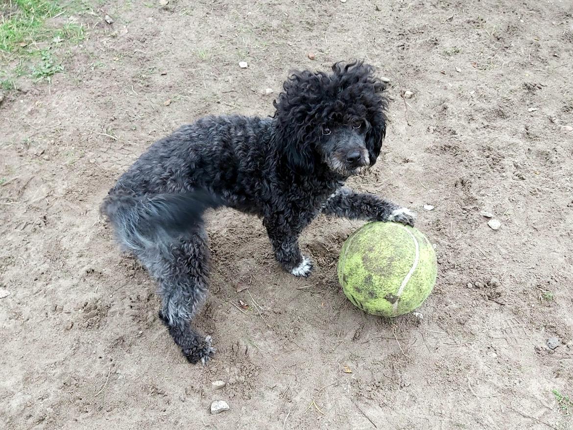 Blanding af racer Filuka Flufftop billede 17