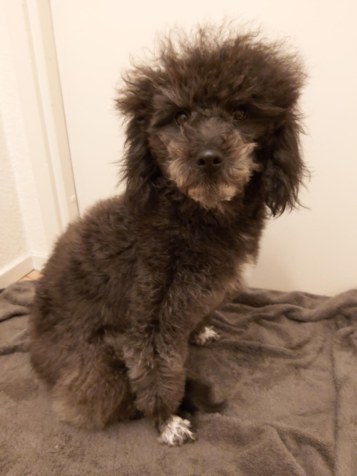 Blanding af racer Filuka Flufftop billede 18