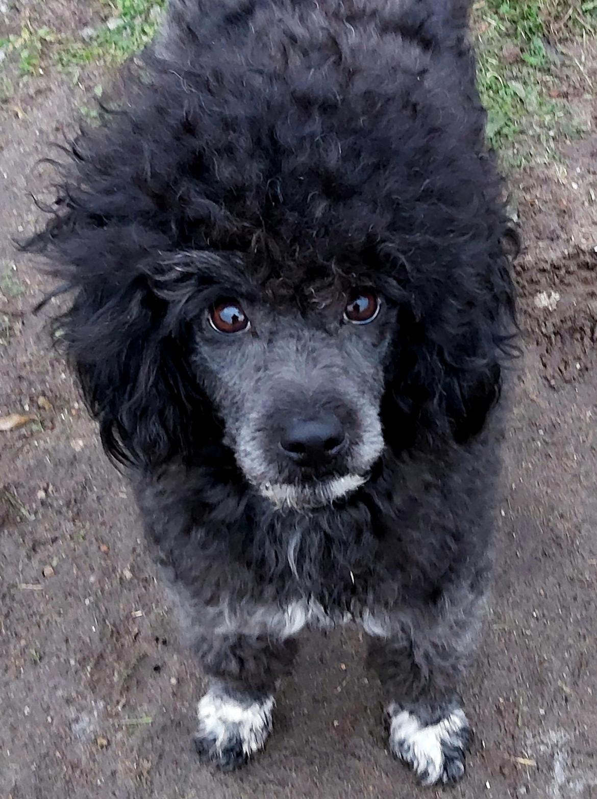 Blanding af racer Filuka Flufftop billede 19