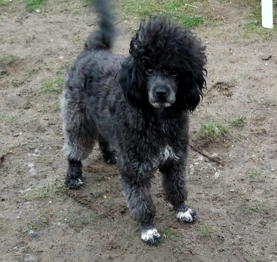 Blanding af racer Filuka Flufftop billede 20