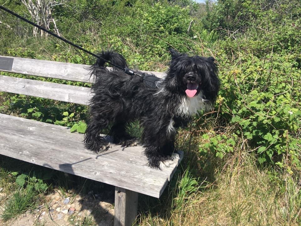 Chinese crested powder puff Marley billede 23