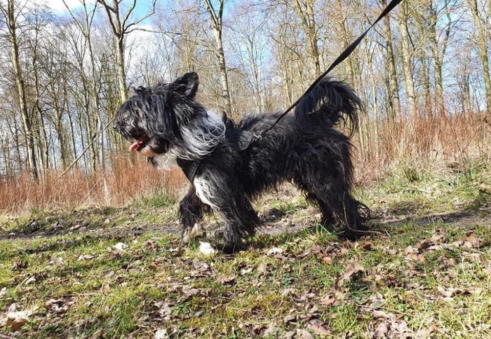 Chinese crested powder puff Marley billede 26