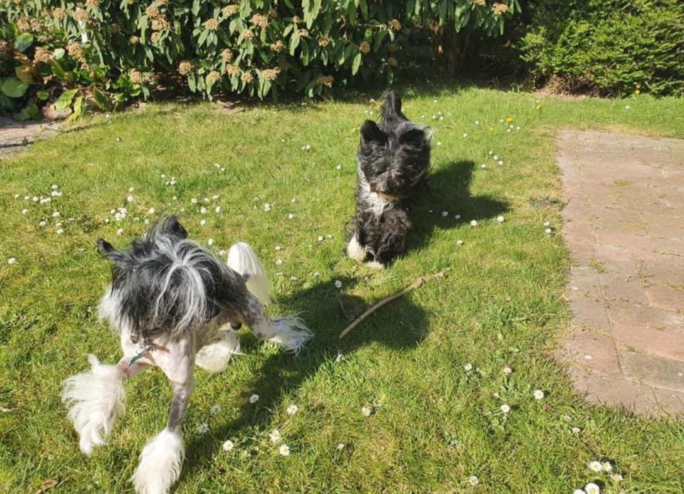 Chinese crested powder puff Marley billede 29