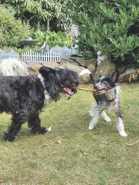 Chinese crested powder puff Marley billede 35