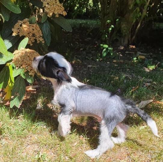 Chinese crested hårløs Sully billede 2