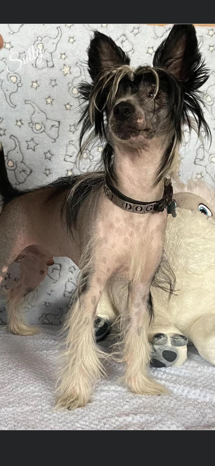 Chinese crested hårløs Sully billede 1