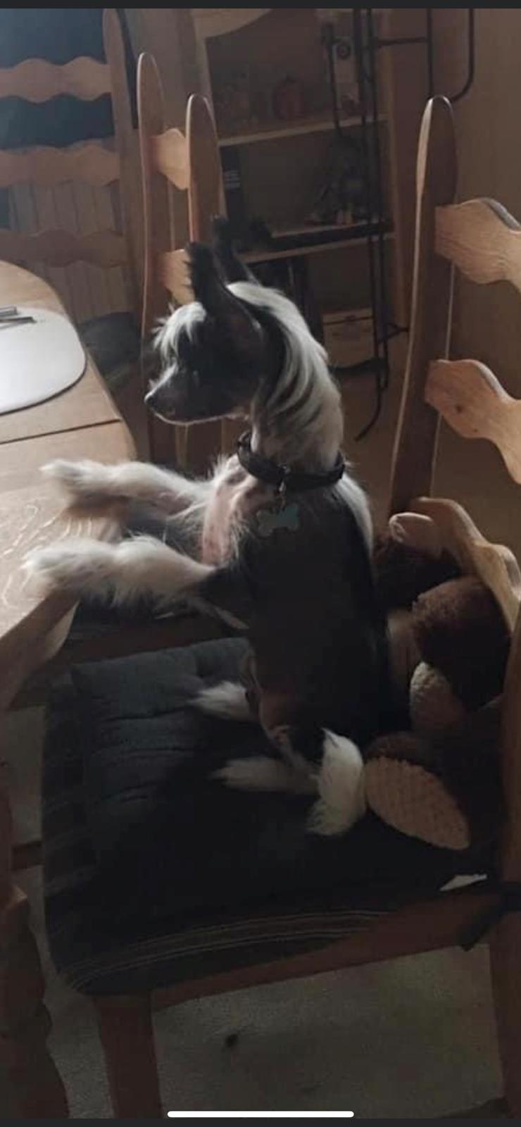 Chinese crested hårløs Sully billede 3