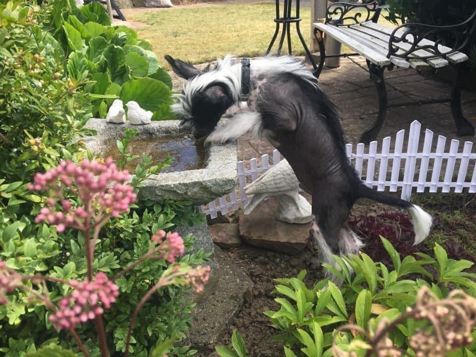 Chinese crested hårløs Sully billede 4