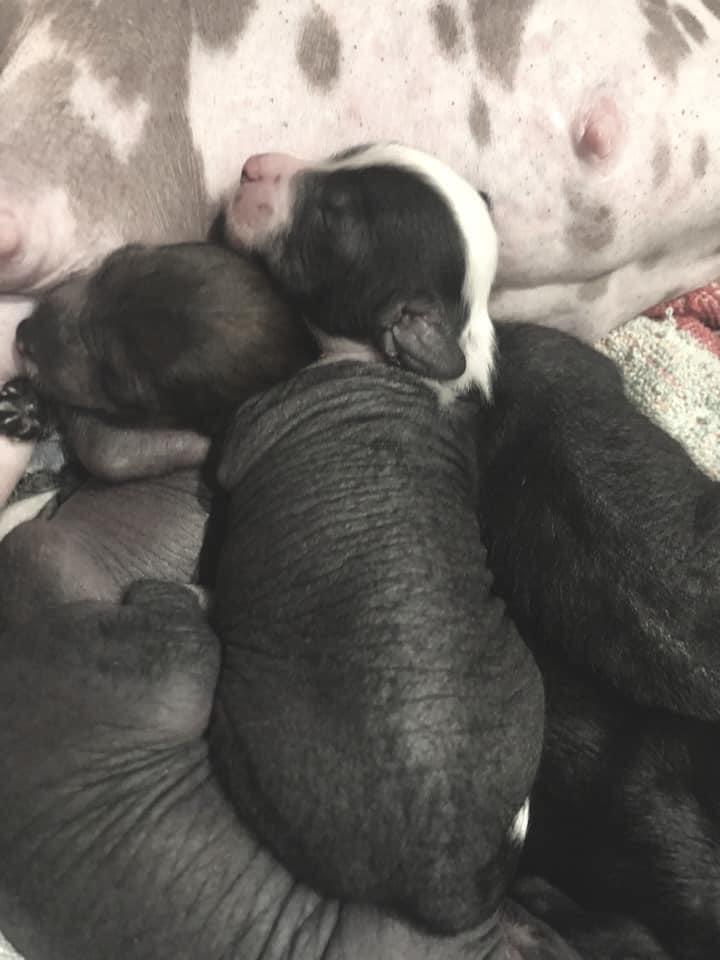 Chinese crested hårløs Sully billede 5