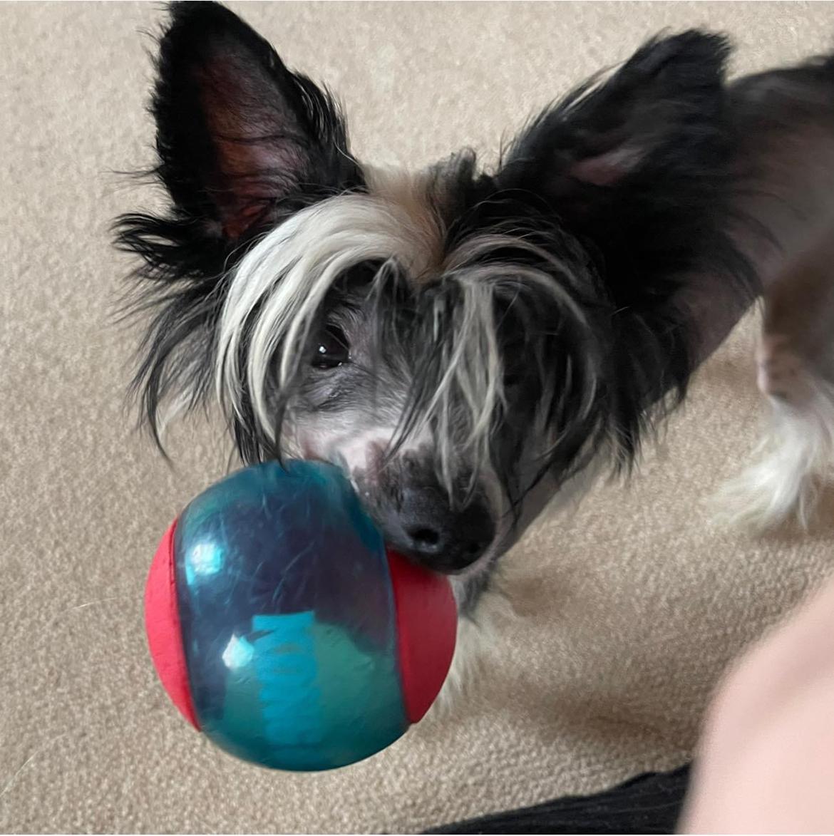 Chinese crested hårløs Sully billede 6