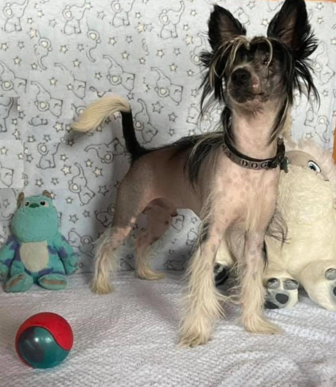 Chinese crested hårløs Sully billede 7