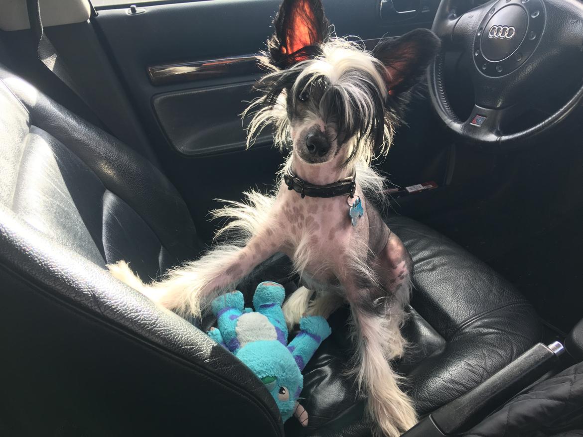 Chinese crested hårløs Sully billede 8