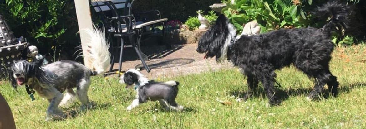 Chinese crested hårløs Sully billede 9