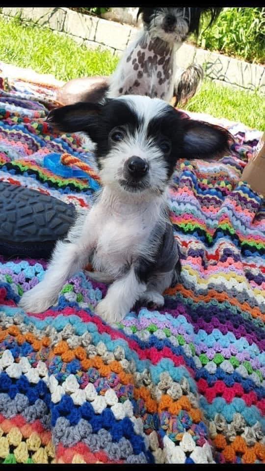 Chinese crested hårløs Sully billede 10