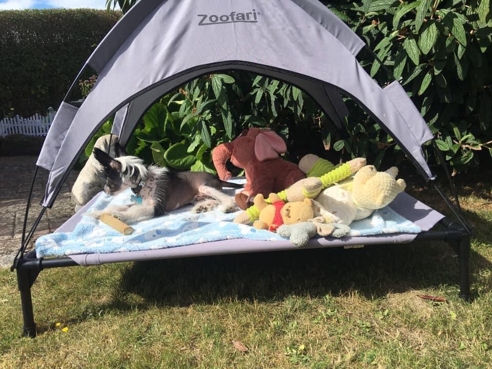 Chinese crested hårløs Sully billede 11