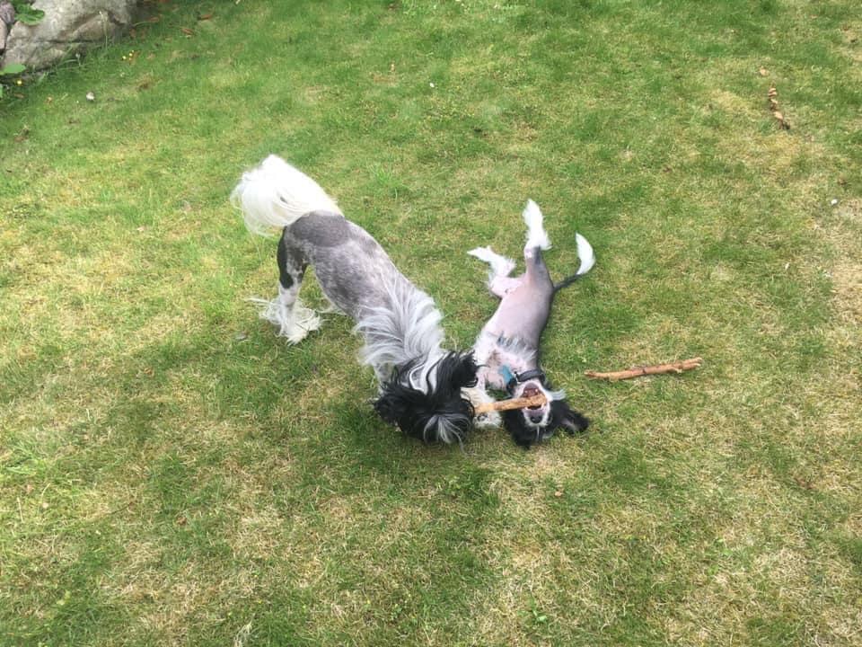 Chinese crested hårløs Sully billede 12