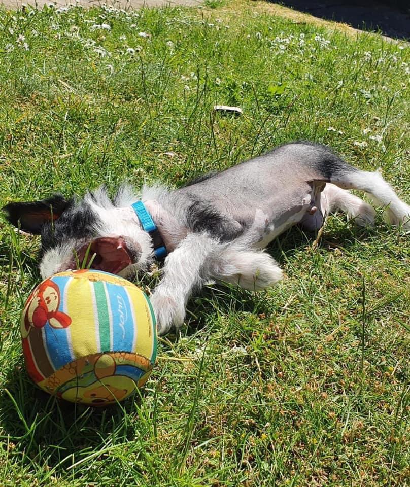 Chinese crested hårløs Sully billede 13