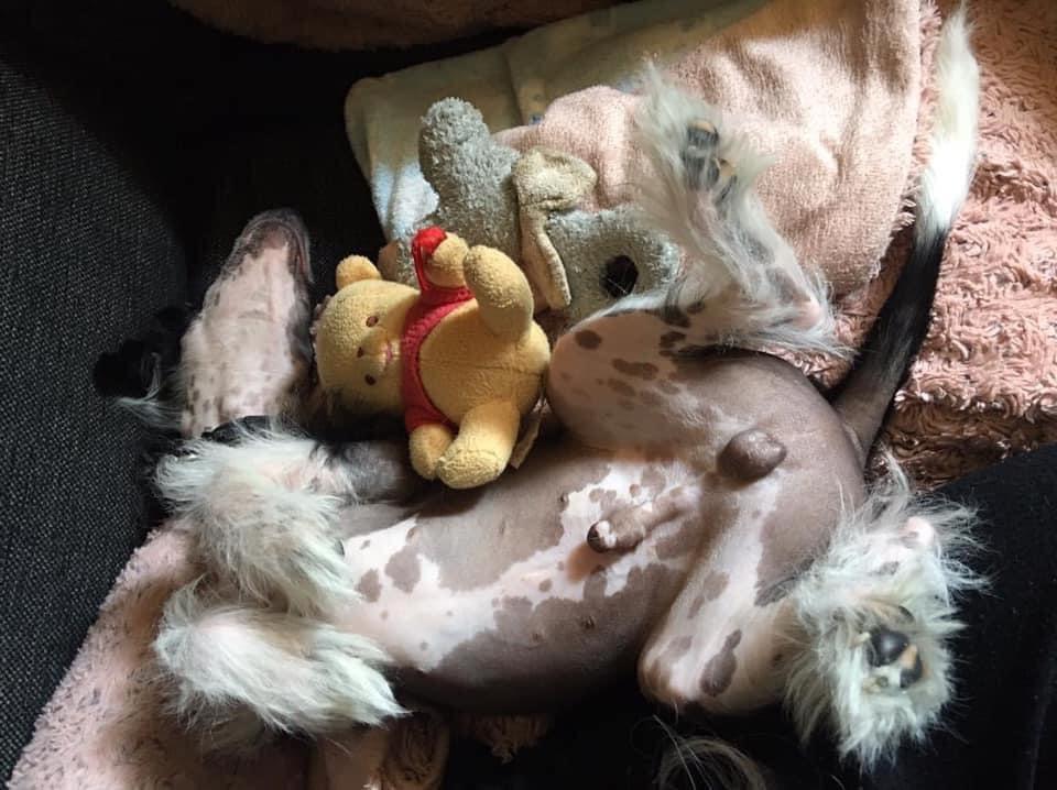 Chinese crested hårløs Sully billede 30