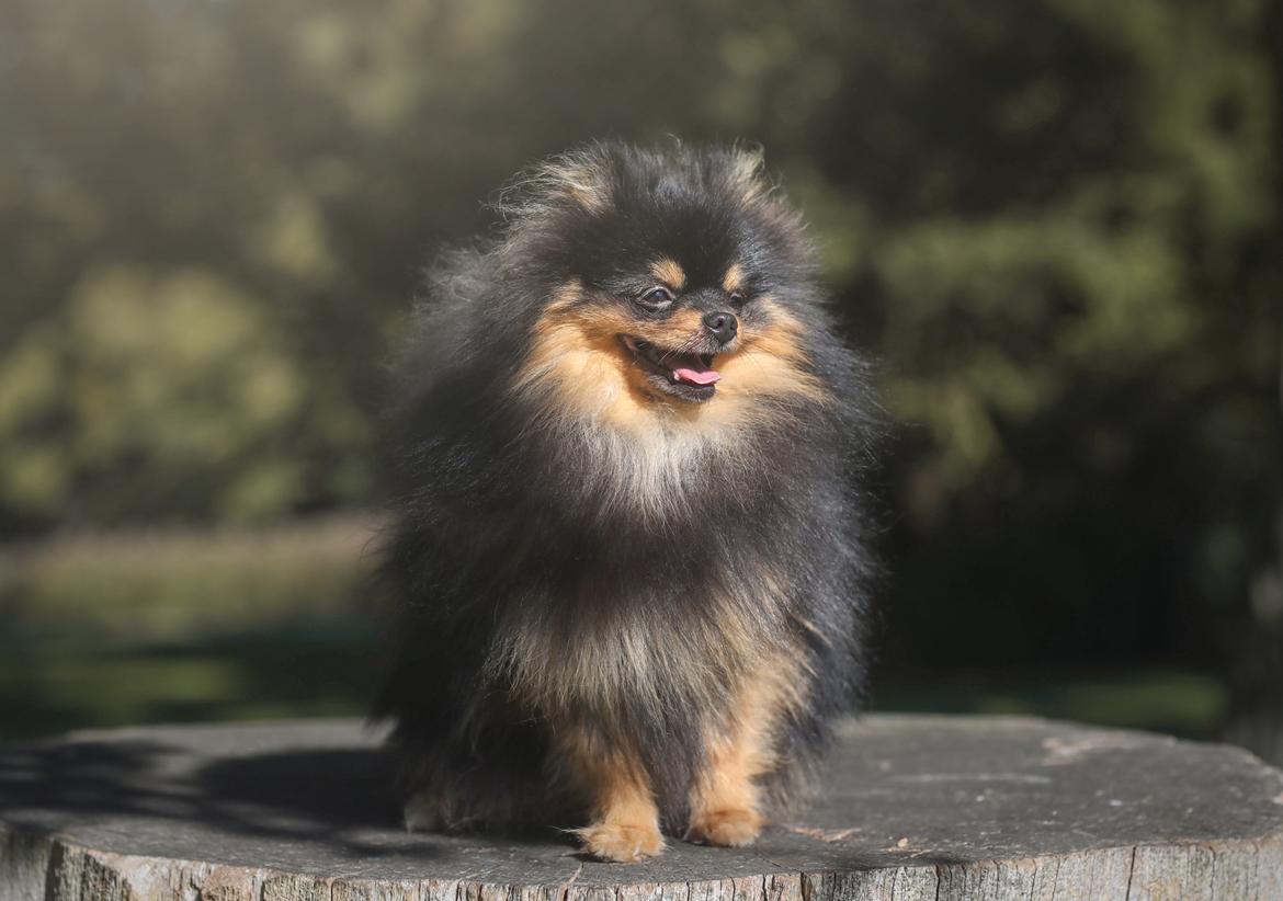 Pomeranian High Fly Lakrisall (Oscar) billede 16