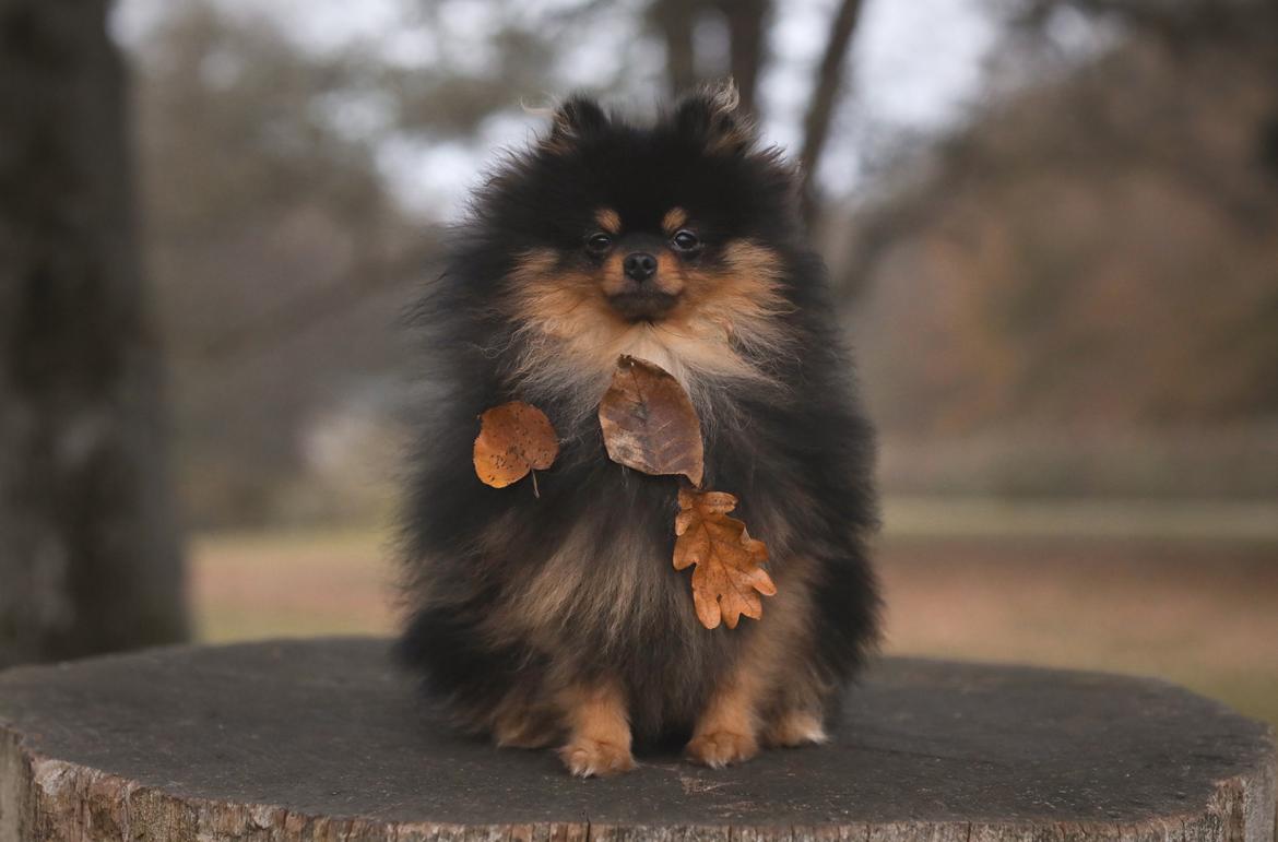 Pomeranian High Fly Lakrisall (Oscar) billede 15