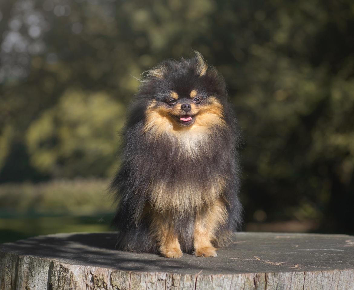 Pomeranian High Fly Lakrisall (Oscar) billede 17