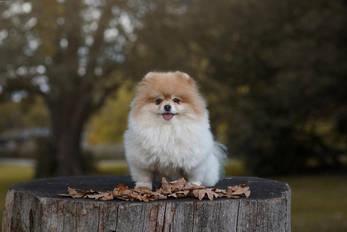 Pomeranian High Fly First Win Then Parti (Siggi) billede 1