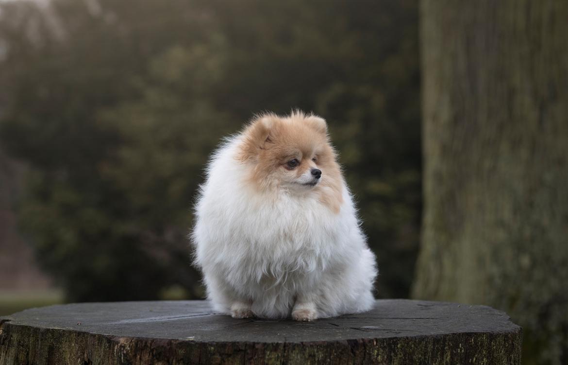 Pomeranian High Fly First Win Then Parti (Siggi) billede 4