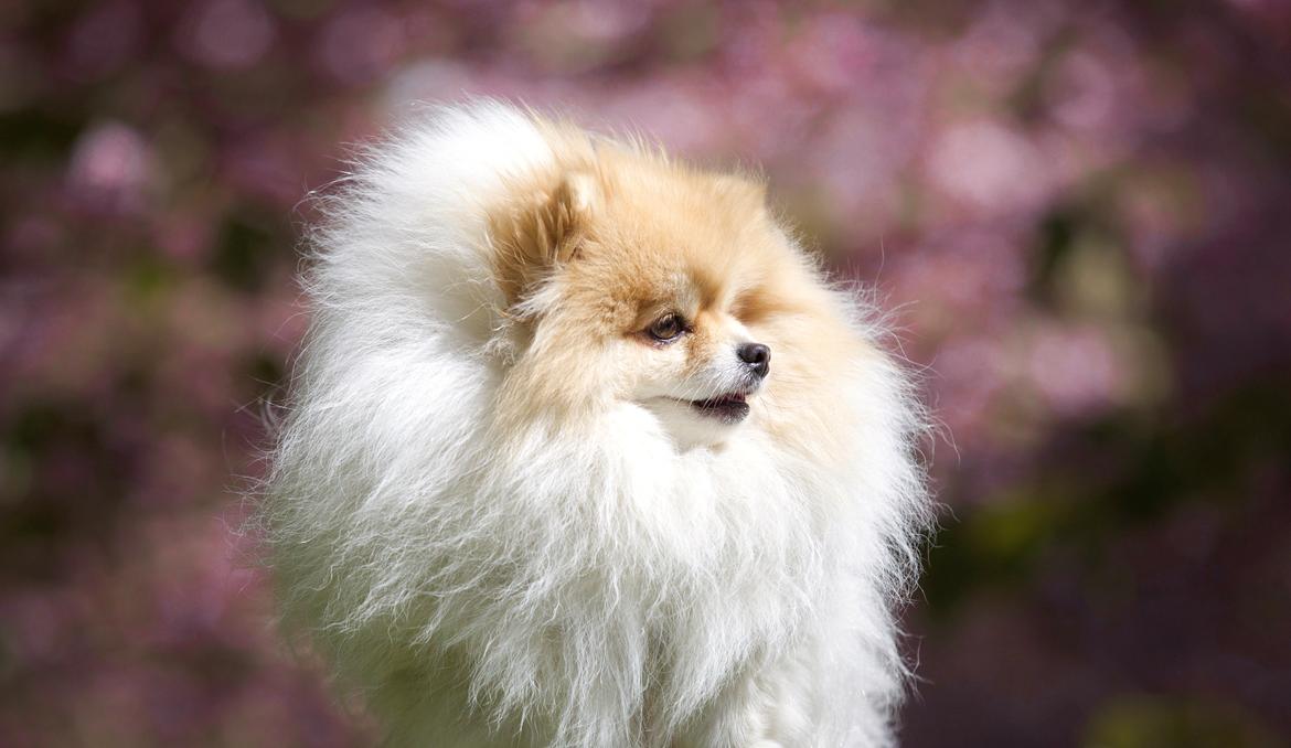 Pomeranian High Fly First Win Then Parti (Siggi) billede 7