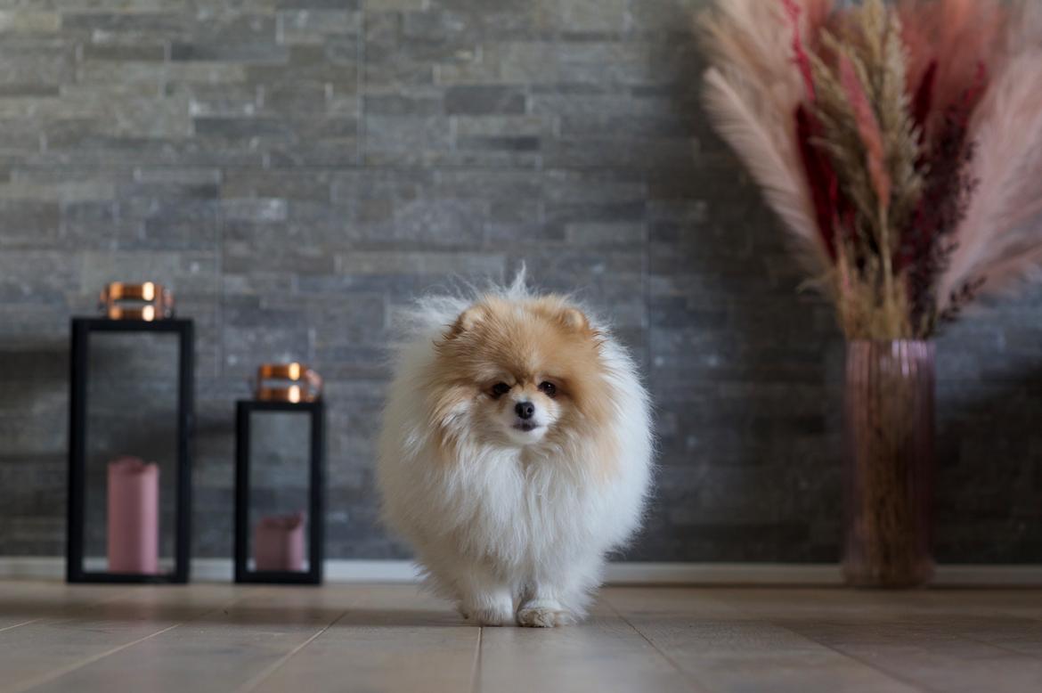 Pomeranian High Fly First Win Then Parti (Siggi) billede 10