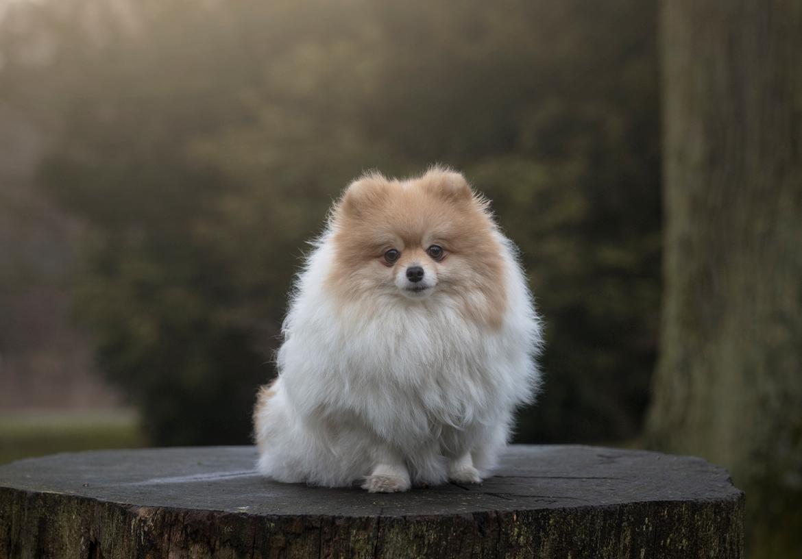 Pomeranian High Fly First Win Then Parti (Siggi) billede 3
