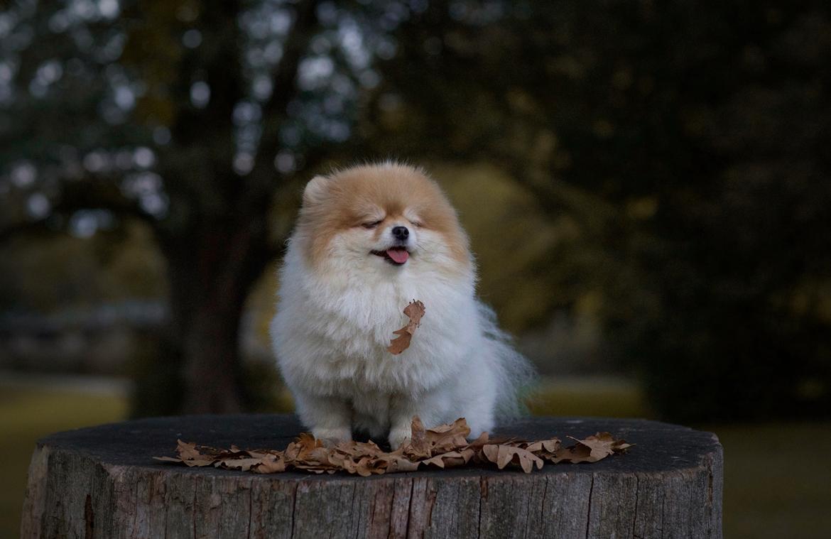 Pomeranian High Fly First Win Then Parti (Siggi) billede 2