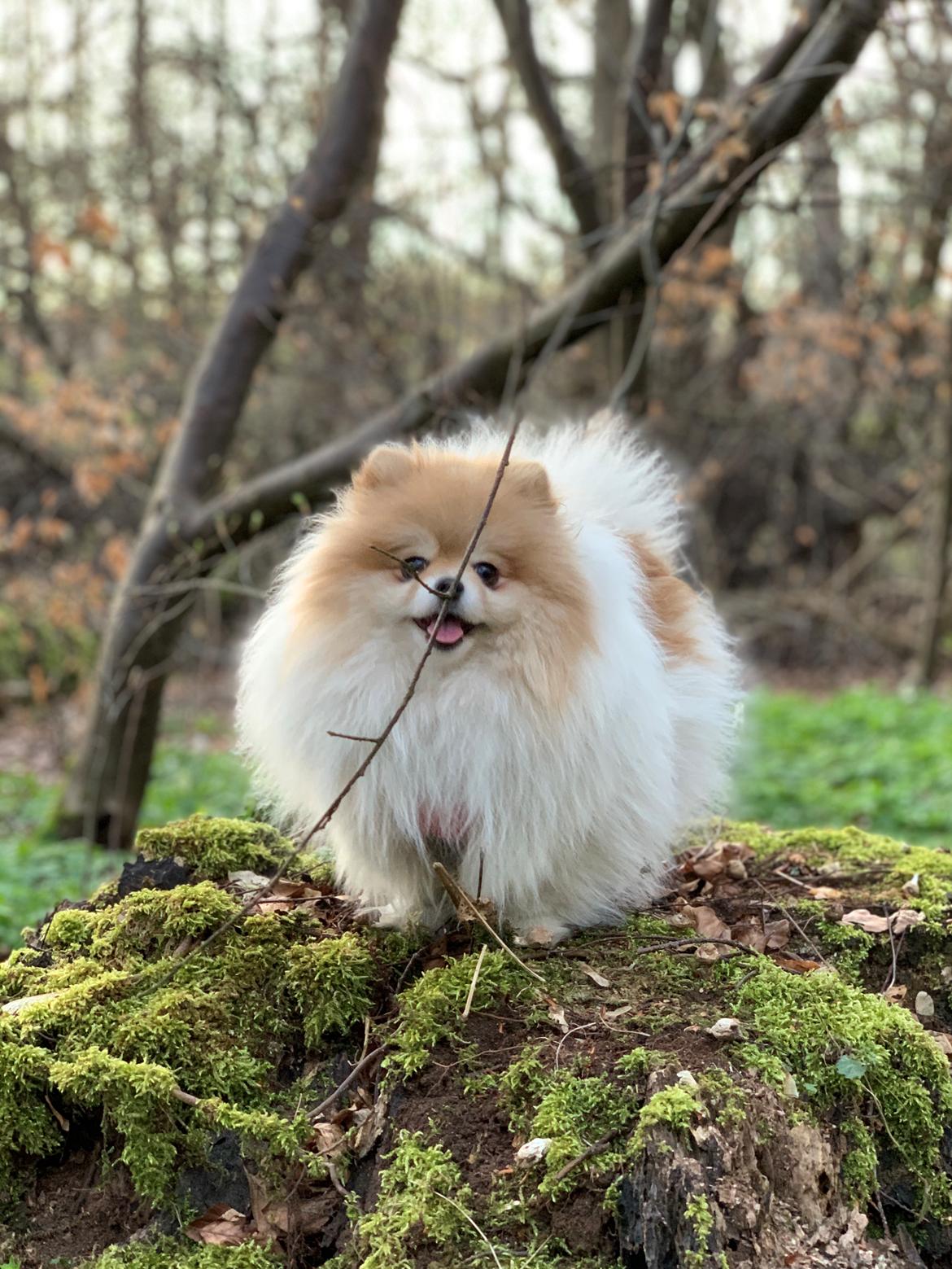 Pomeranian High Fly First Win Then Parti (Siggi) billede 5