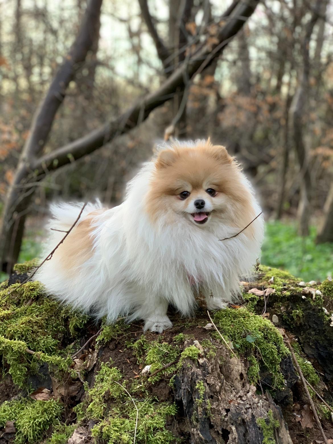 Pomeranian High Fly First Win Then Parti (Siggi) billede 6