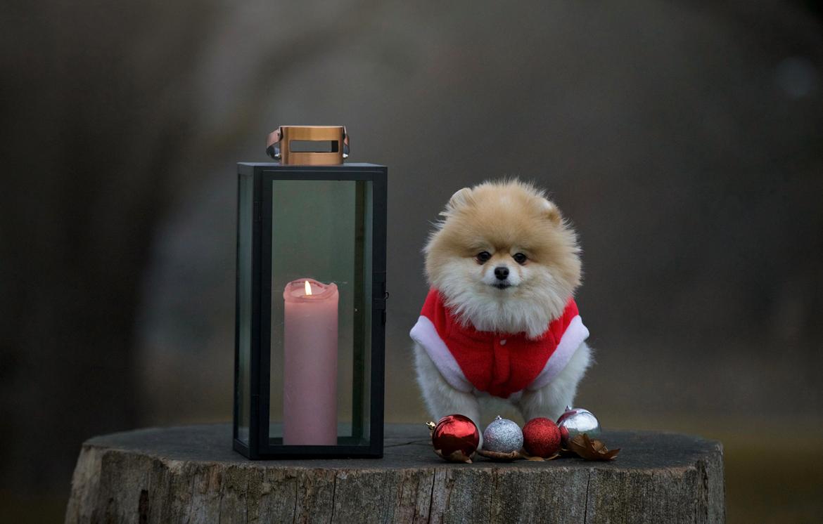 Pomeranian High Fly First Win Then Parti (Siggi) billede 8