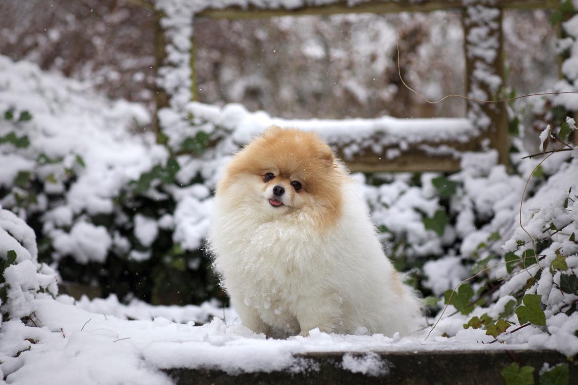 Pomeranian High Fly First Win Then Parti (Siggi) billede 9