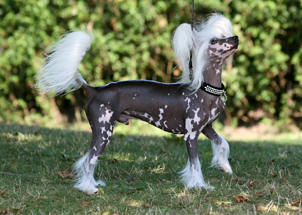 Chinese crested hårløs Malthe billede 8