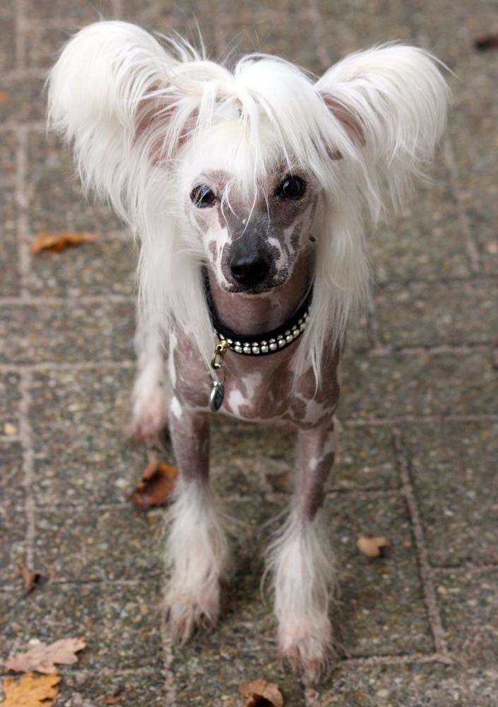 Chinese crested hårløs Malthe billede 9