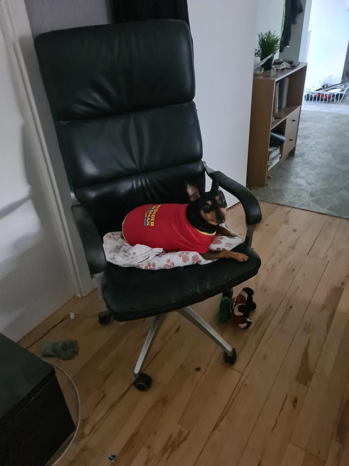 Dvaergpinscher stella billede 1