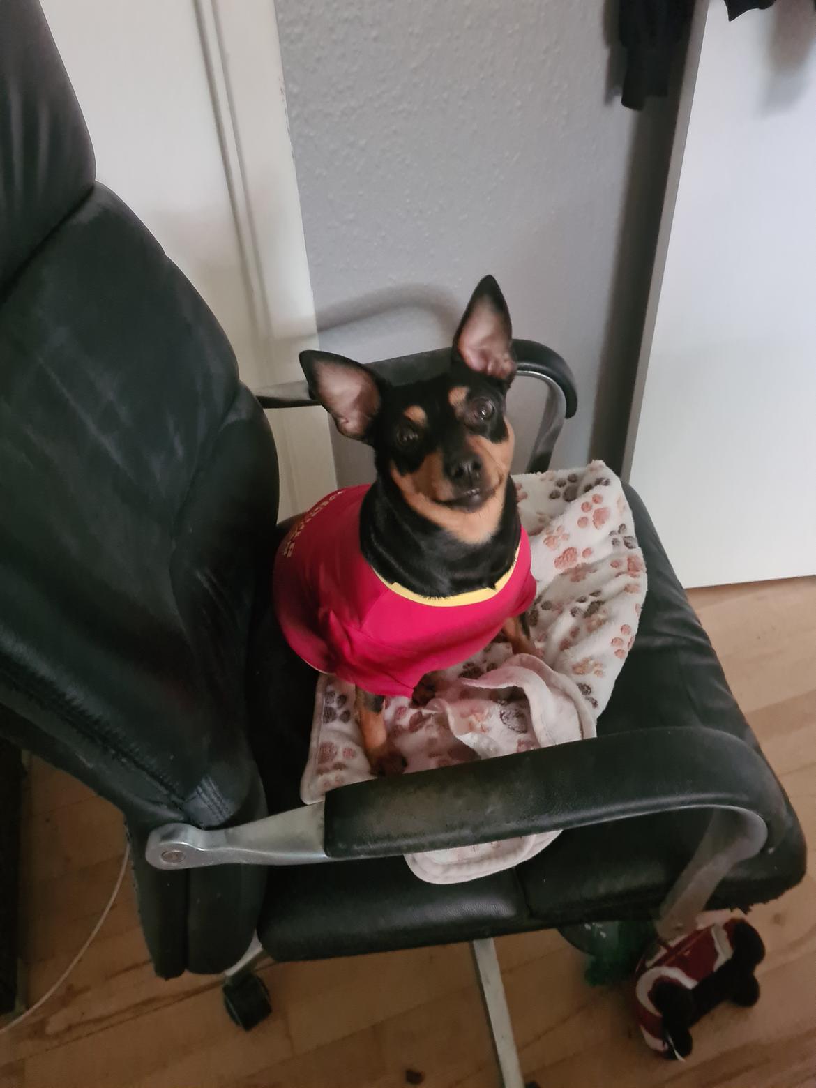 Dvaergpinscher stella billede 2