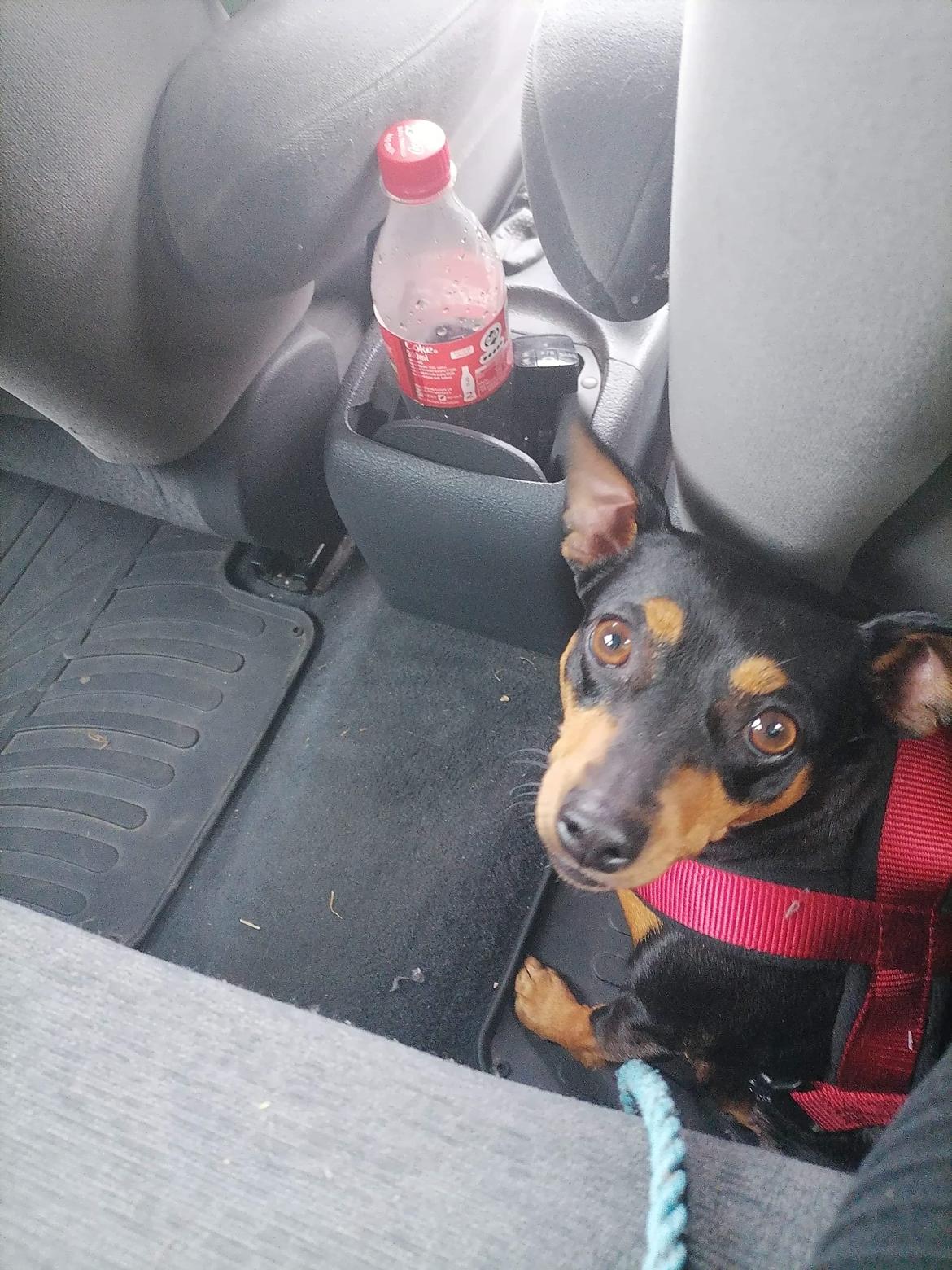 Dvaergpinscher stella billede 4