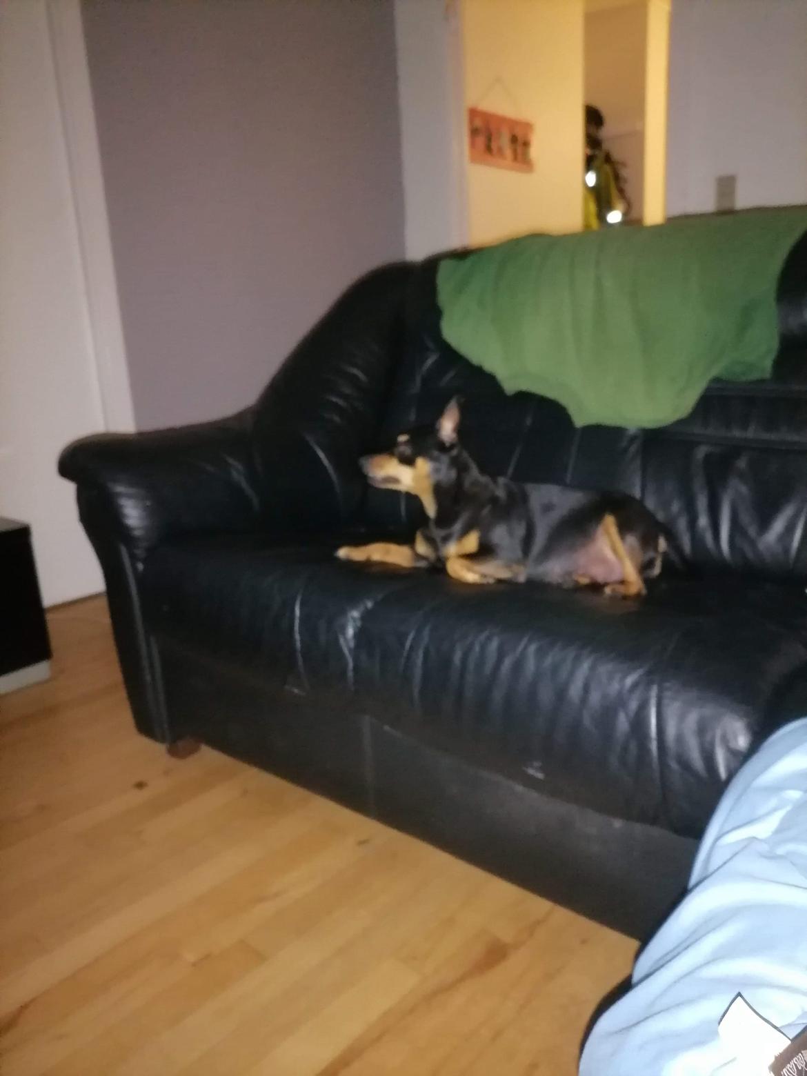 Dvaergpinscher stella billede 5