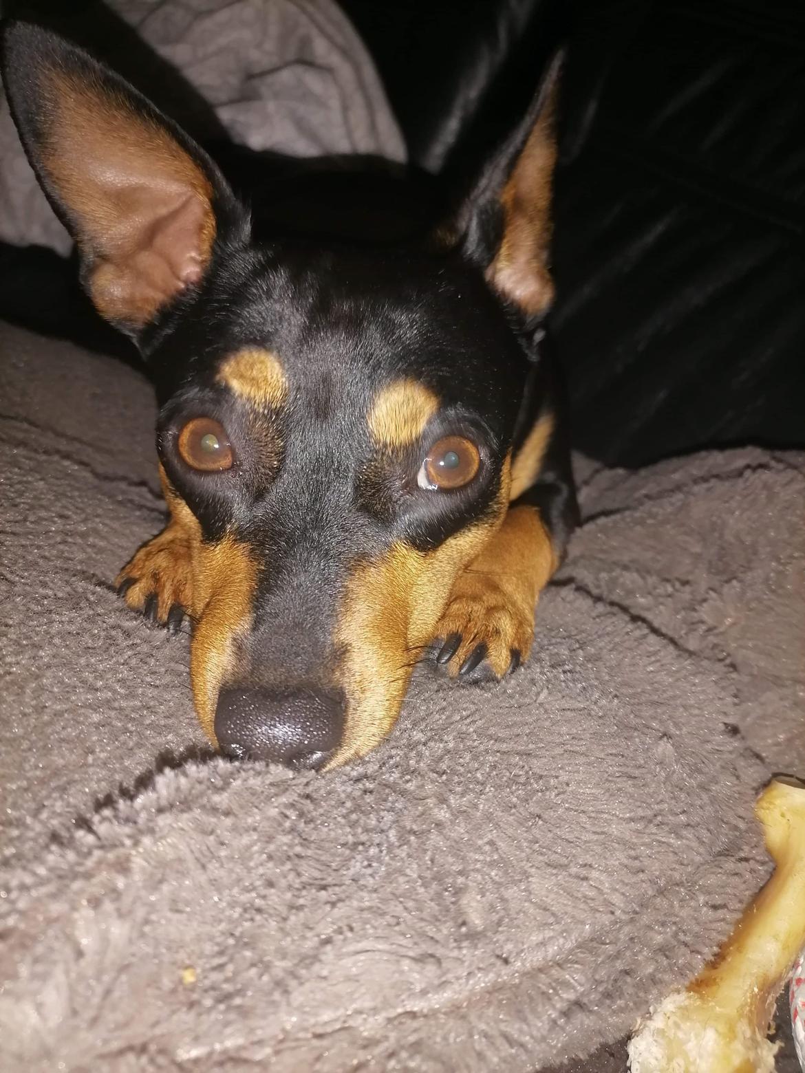 Dvaergpinscher stella billede 7