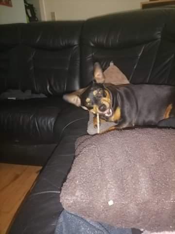 Dvaergpinscher stella billede 8