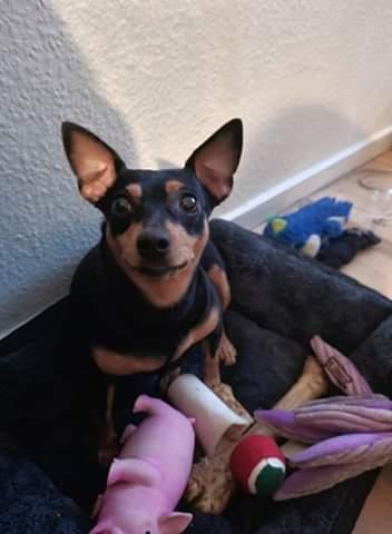 Dvaergpinscher stella billede 12