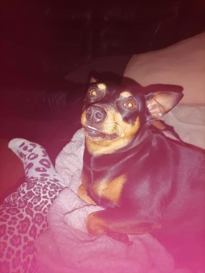 Dvaergpinscher stella billede 13