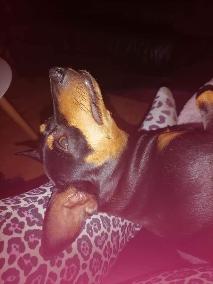 Dvaergpinscher stella billede 14