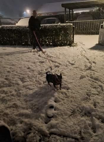 Dvaergpinscher stella billede 15